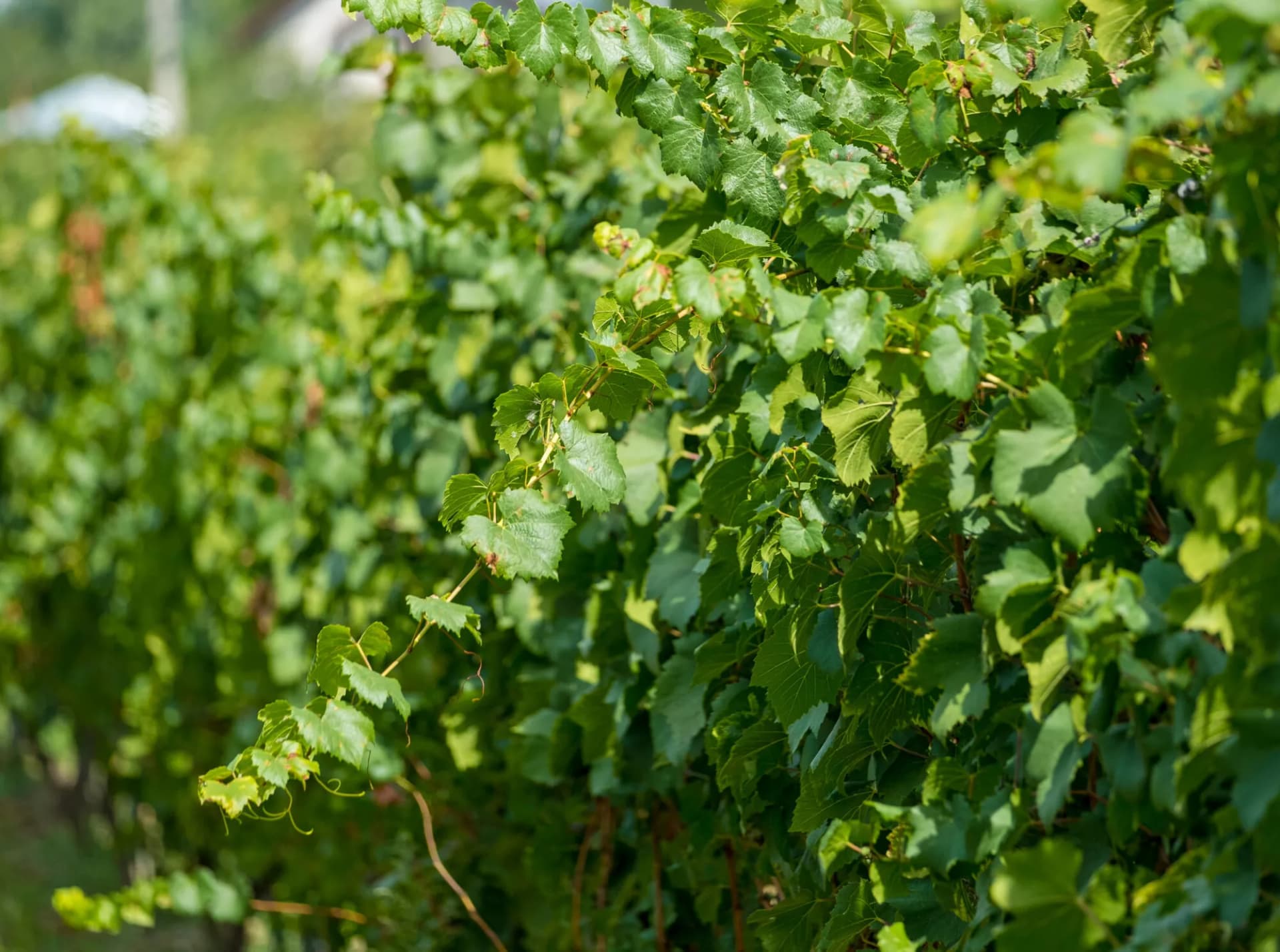Grapevine leaves in a vineyard setting, Dealu Mare, Romania.