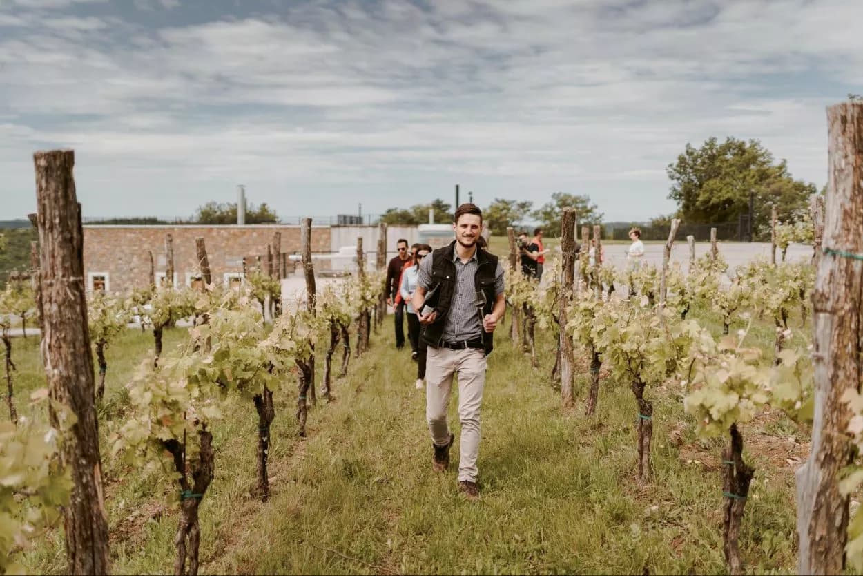 Man leading group through vineyard rows toward stone building under cloudy sky