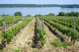 Vineyards on the Danube River