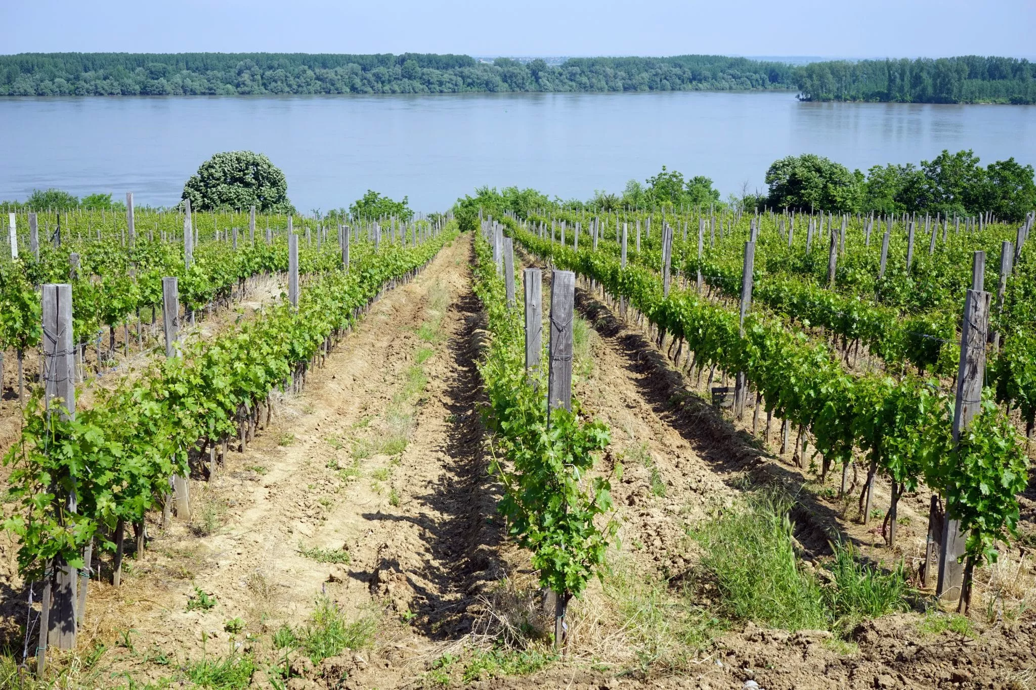 Vineyards-on-the-Danube-River-scaled-2